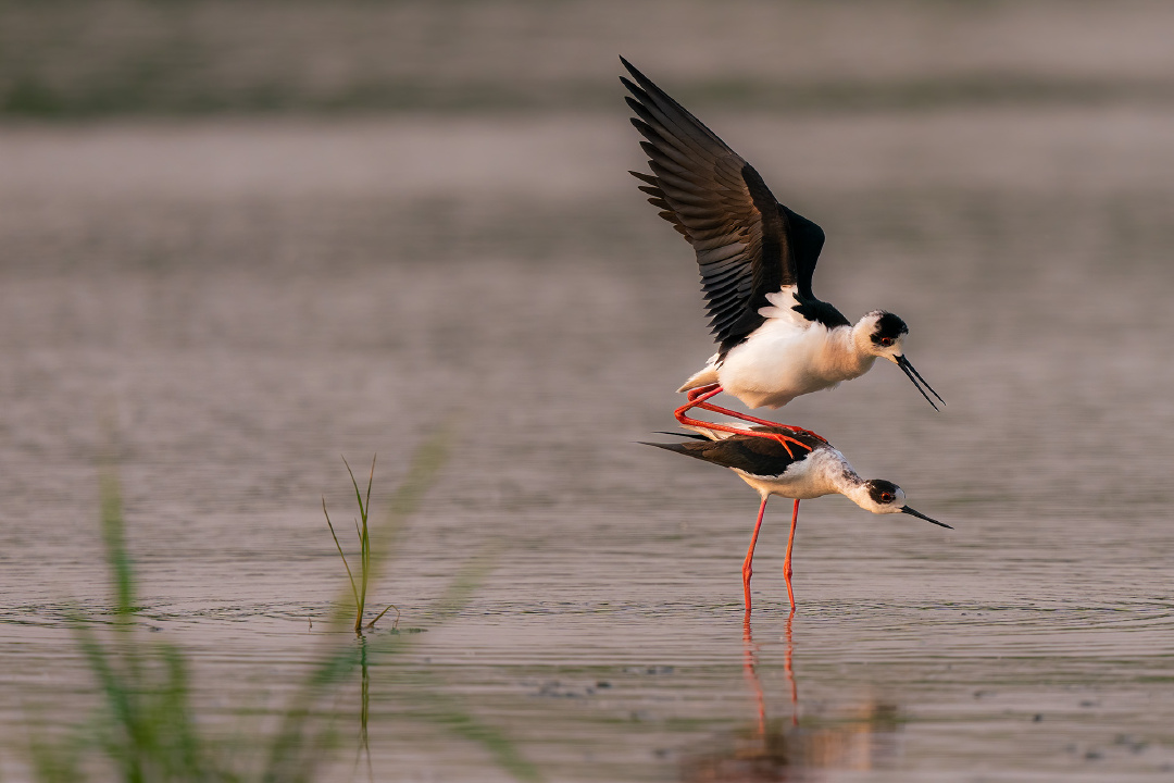 爱的力量——黑翅长脚鹬踩背 - 阳光下的迷迭香 - 图虫