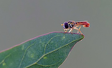 2507544