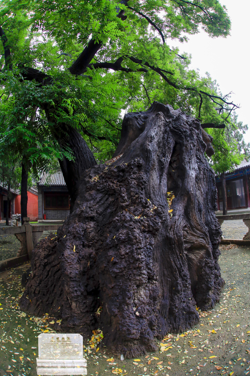 定州东坡古槐 - 陌影视觉 - 图虫