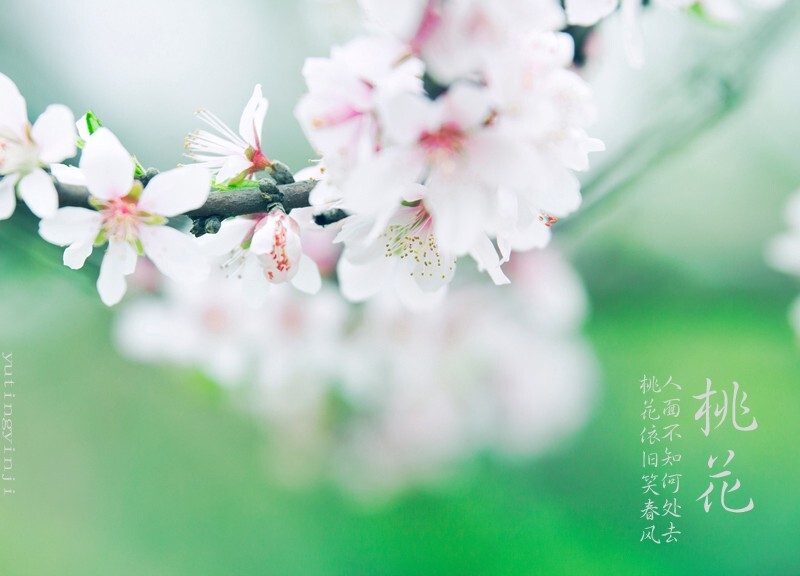 人面不知何处在，桃花依旧笑春风。