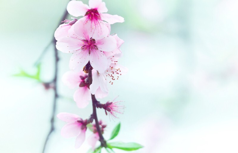 人面桃花