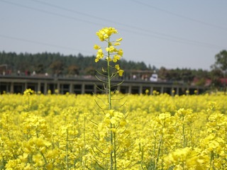 427402