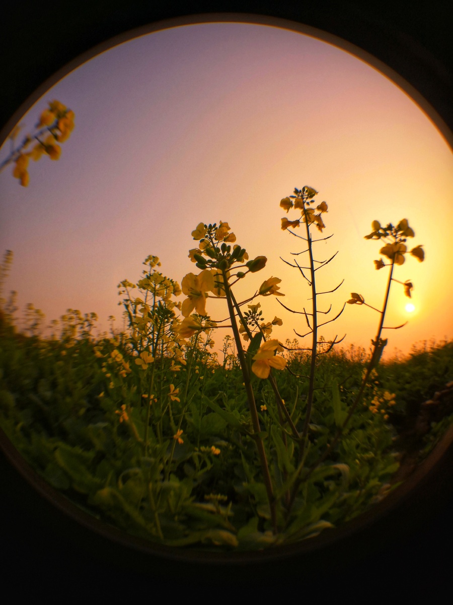 夕阳下的油菜花,比以往更加金黄 - 群青的光与影 - 图虫