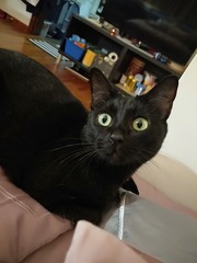 14065