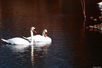 IMG_3682_DPP_