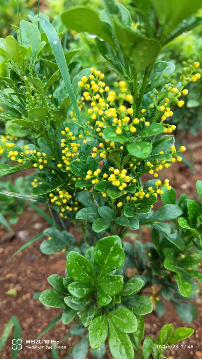 米兰香覆夏雨浸