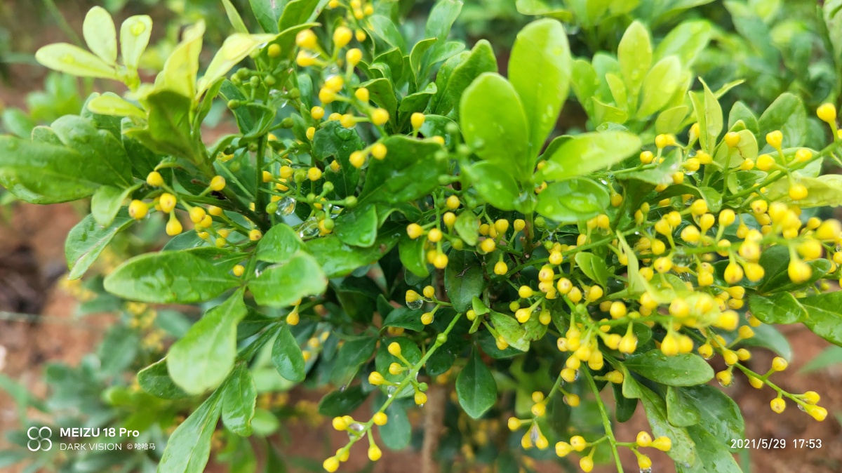 米兰香覆夏雨浸