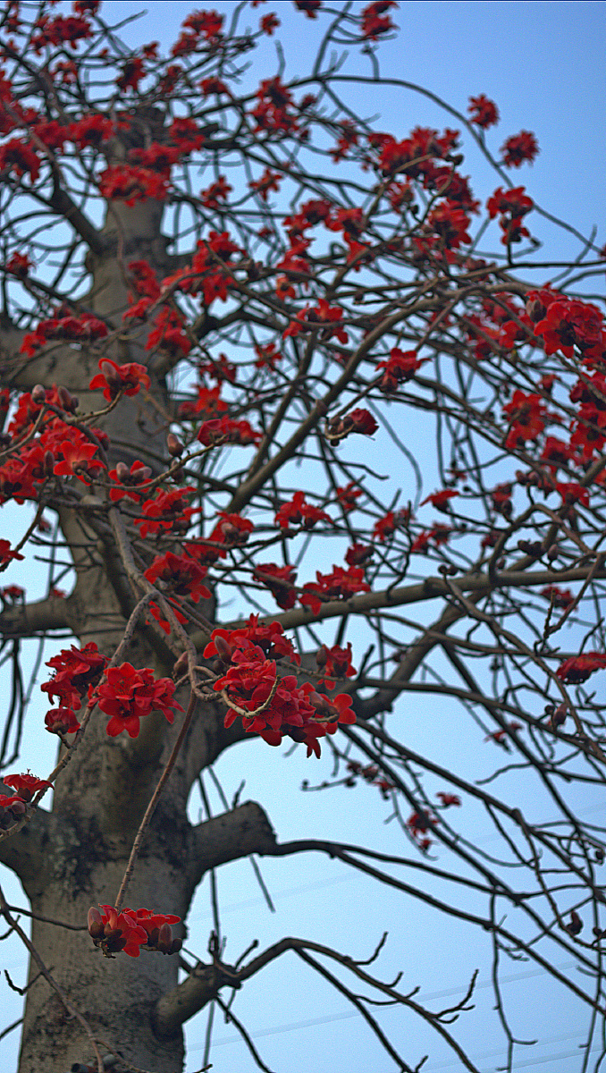 春蒙厦门喜木棉