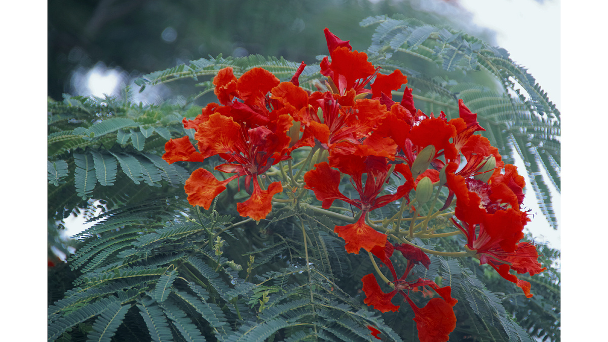 凤凰花焰夏亦舞
