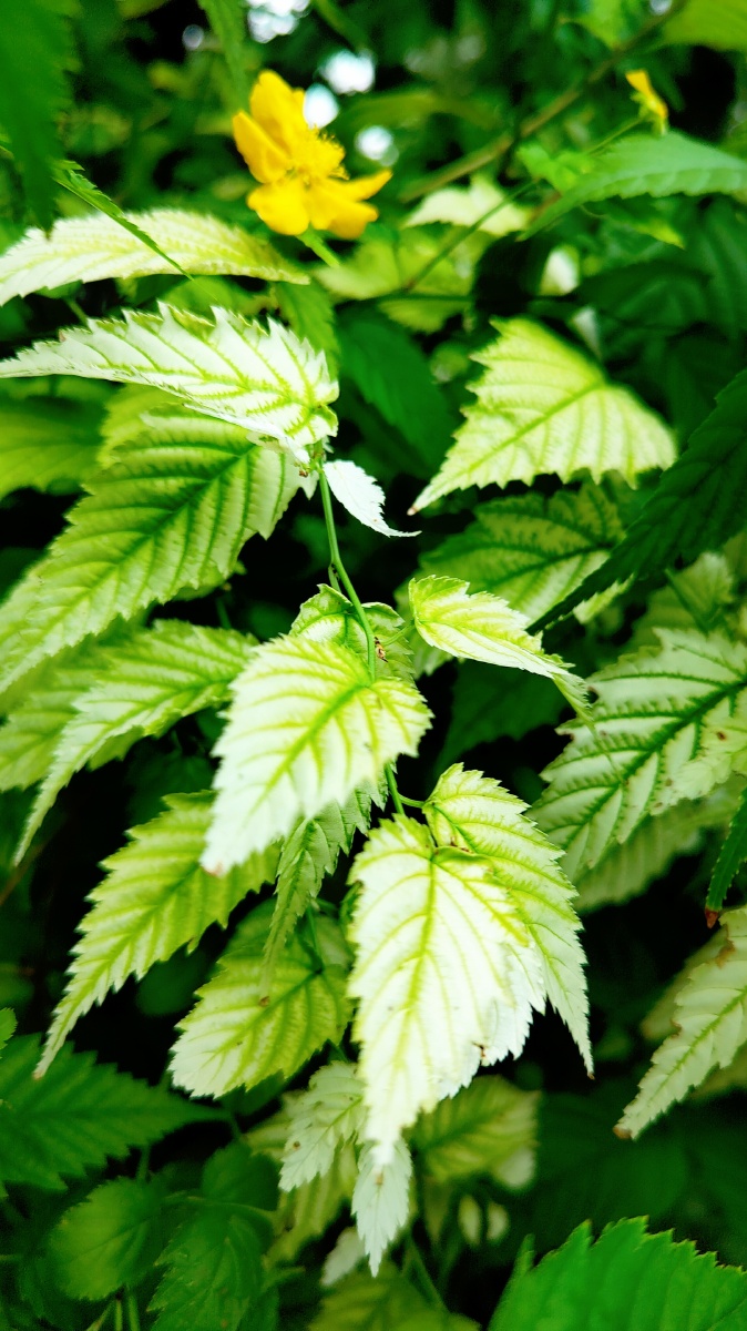 夏叶黄花叶绿腥