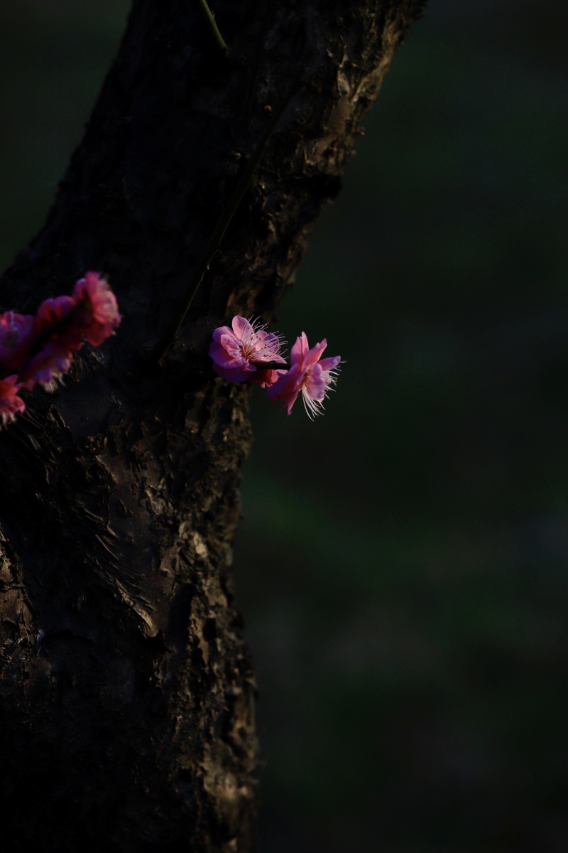 无意苦争春一任群芳妒