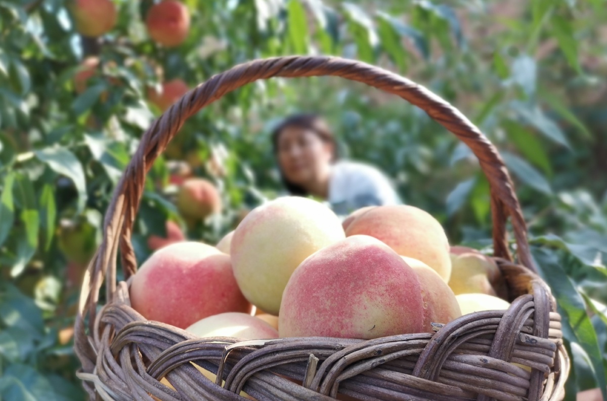 金秋桃子喜丰收