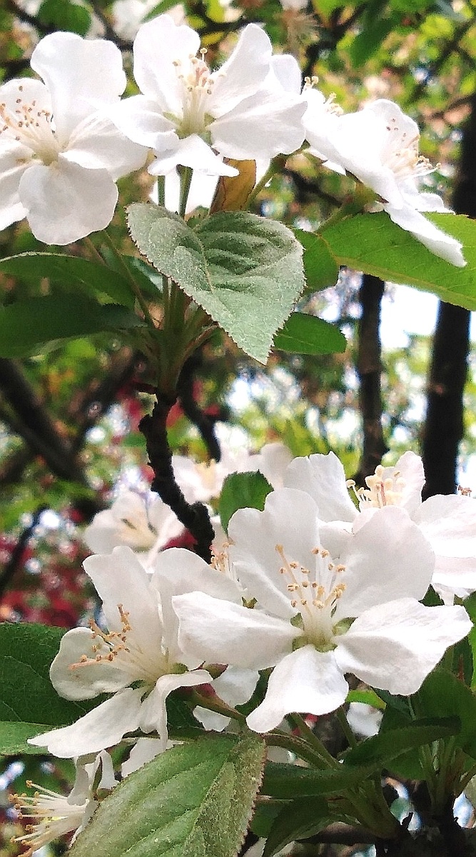 云淡风轻近午天春傍花随过前窗时人不识余心乐一春无事为花忙