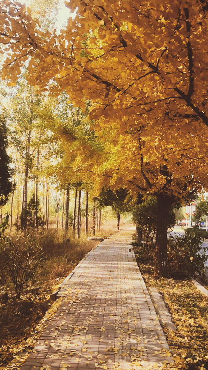 又是一年秋风起又是一年树叶黄