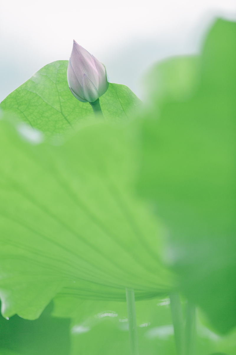 原来夏天的治愈系是薄荷绿心形的荷叶也