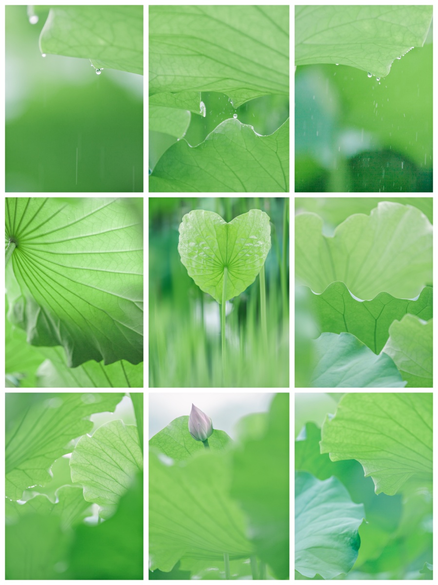 原来夏天的治愈系是薄荷绿心形的荷叶也