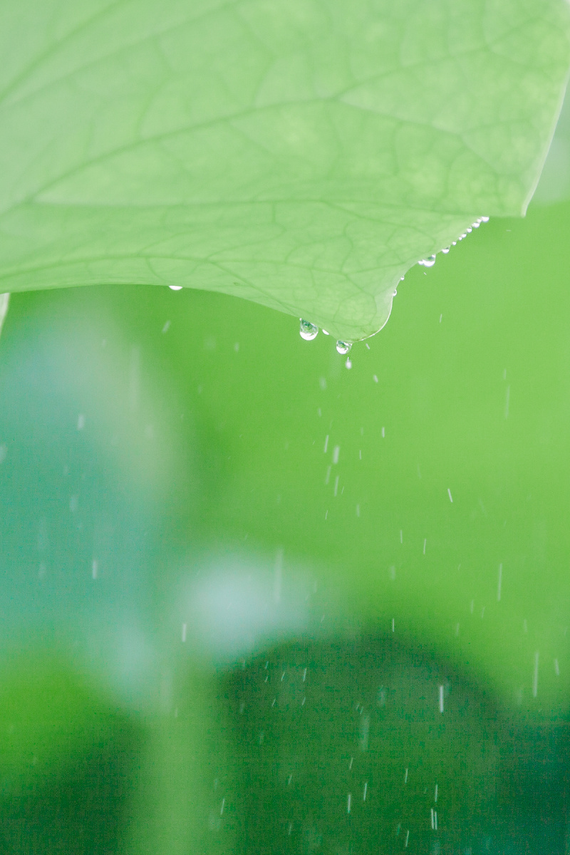 原来夏天的治愈系是薄荷绿心形的荷叶也