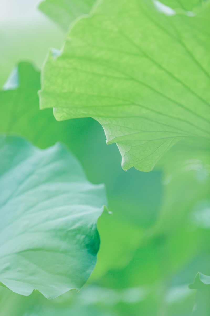 原来夏天的治愈系是薄荷绿心形的荷叶也