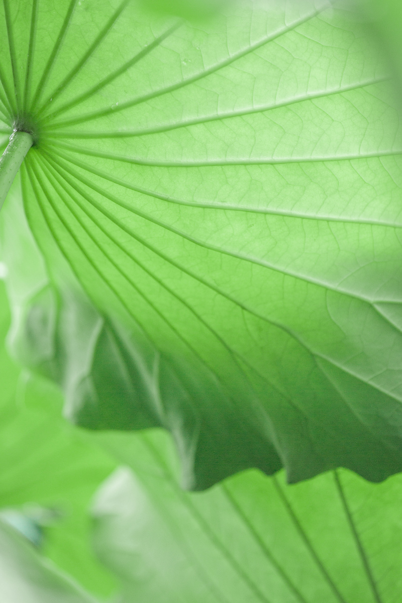 原来夏天的治愈系是薄荷绿心形的荷叶也