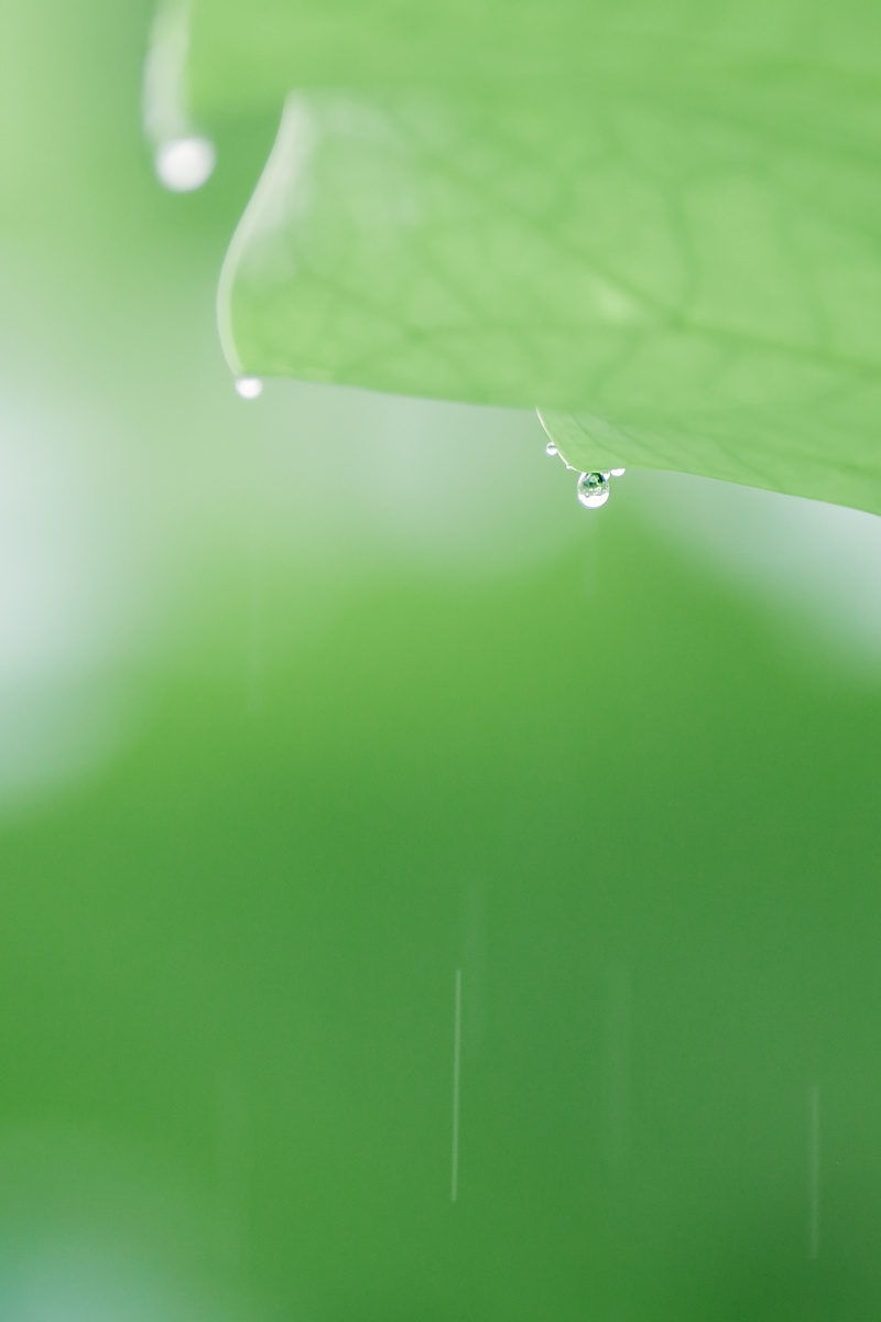 原来夏天的治愈系是薄荷绿心形的荷叶也