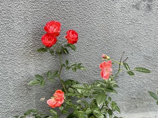 12C01739-C064-4DFA-B47A-19D0FDFABEE4/L0/001