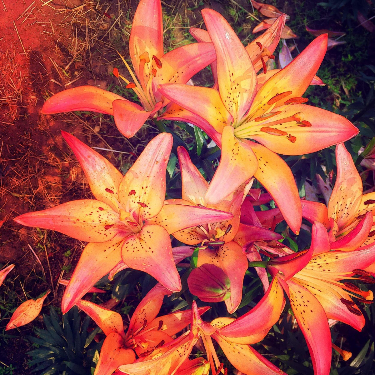 手机, 色彩 - 火山金多虾 - 图虫摄影网