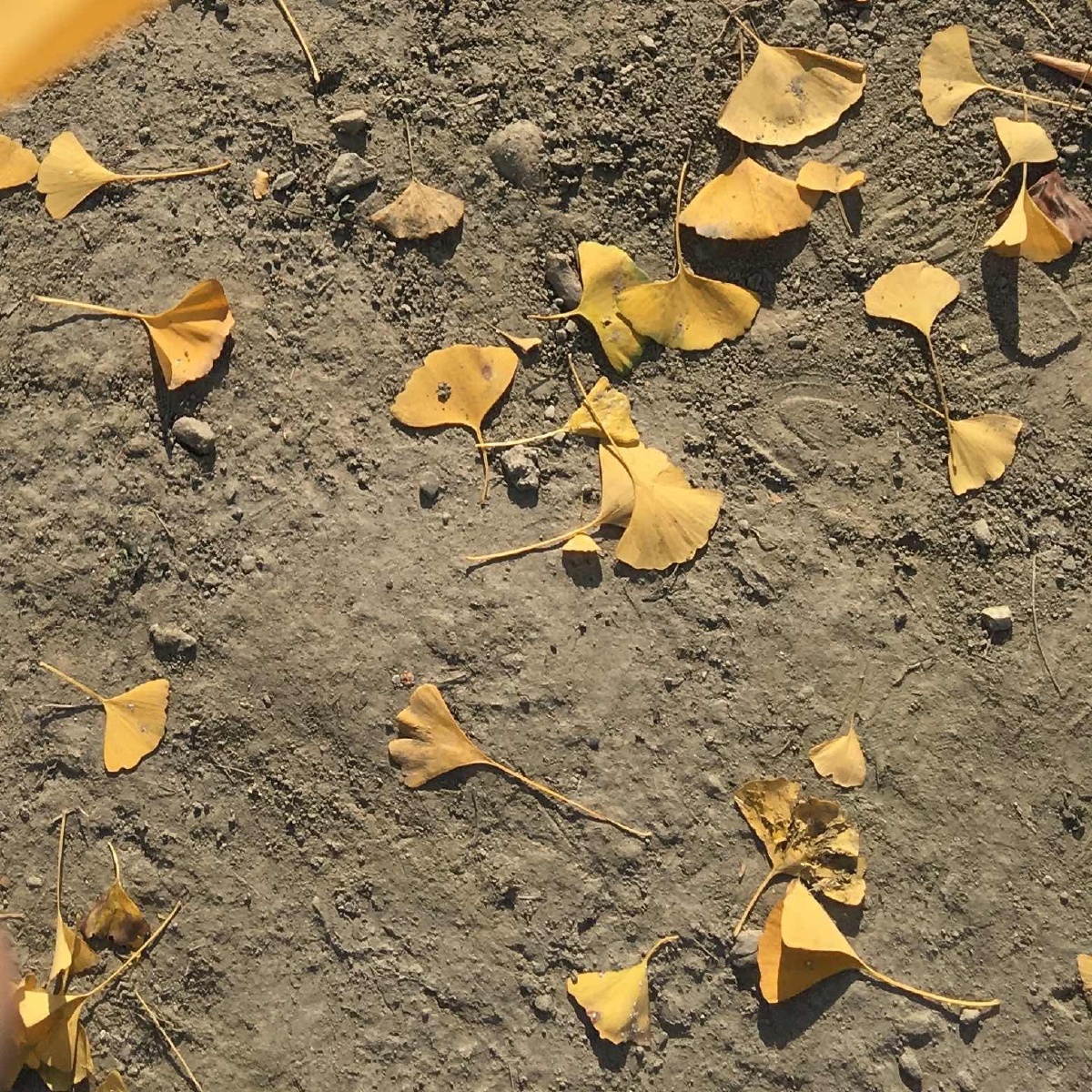 火山金多虾 - 图虫摄影网