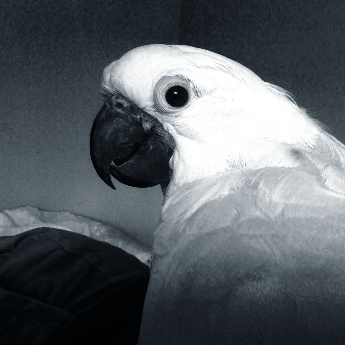 家里的雨伞巴丹鹦鹉(小徕卡),瞅着镜头回眸一笑