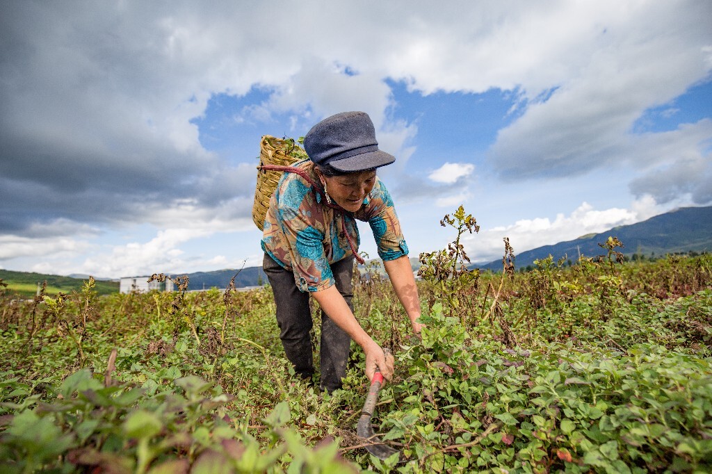 拍完那一张田园光影后,我就上前跟这个正在割草的彝族阿妈聊了起来,她很害羞,告诉我别拍她
