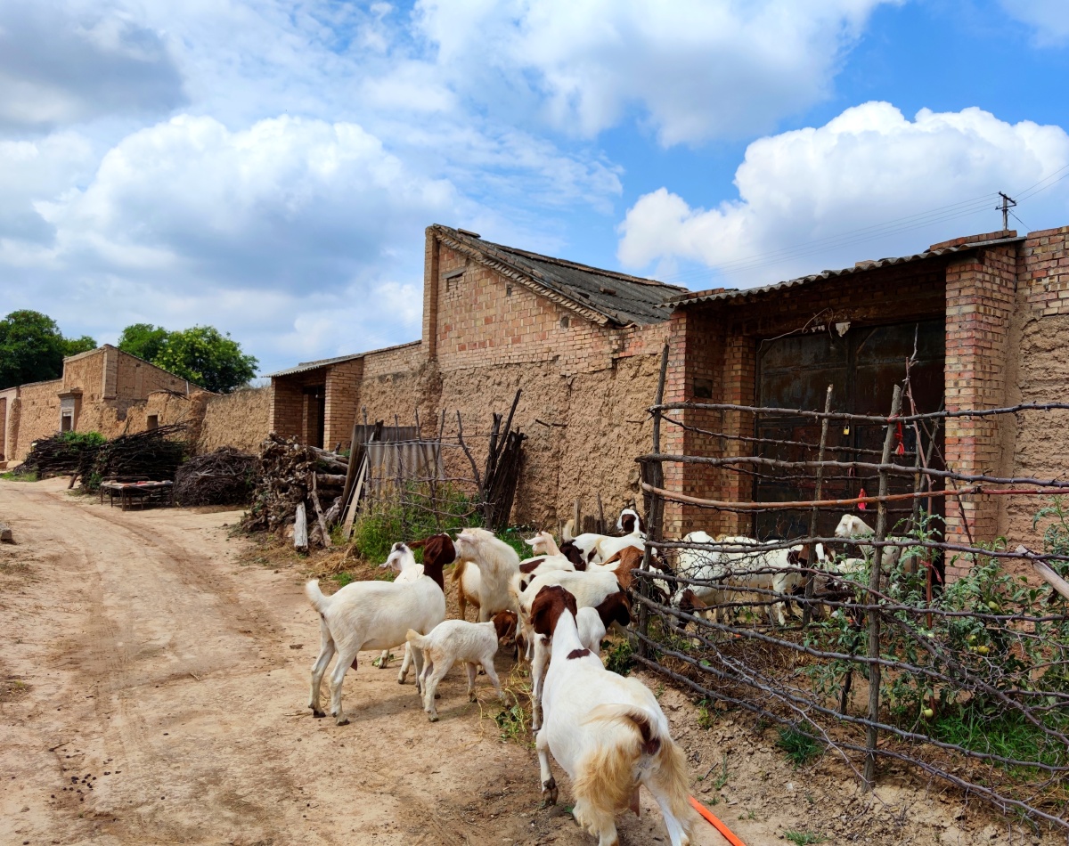 黄土塬上有人家