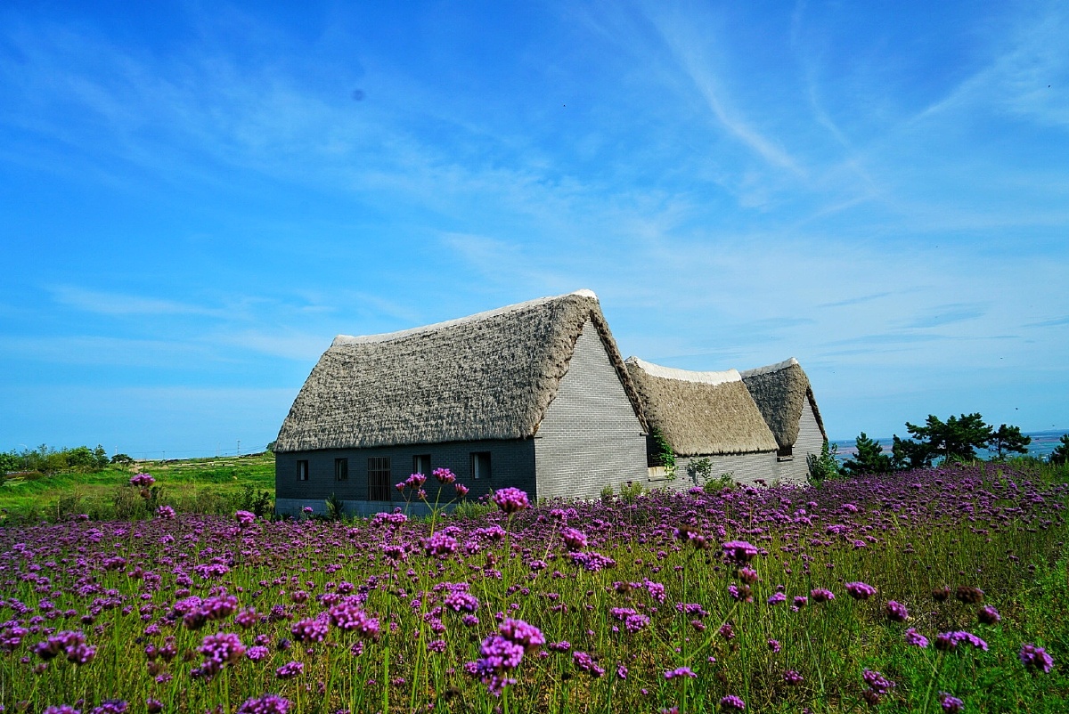 蓝紫色的鼠尾草拥抱着海草房与碧海蓝天交相辉映成为海岸线上一道最