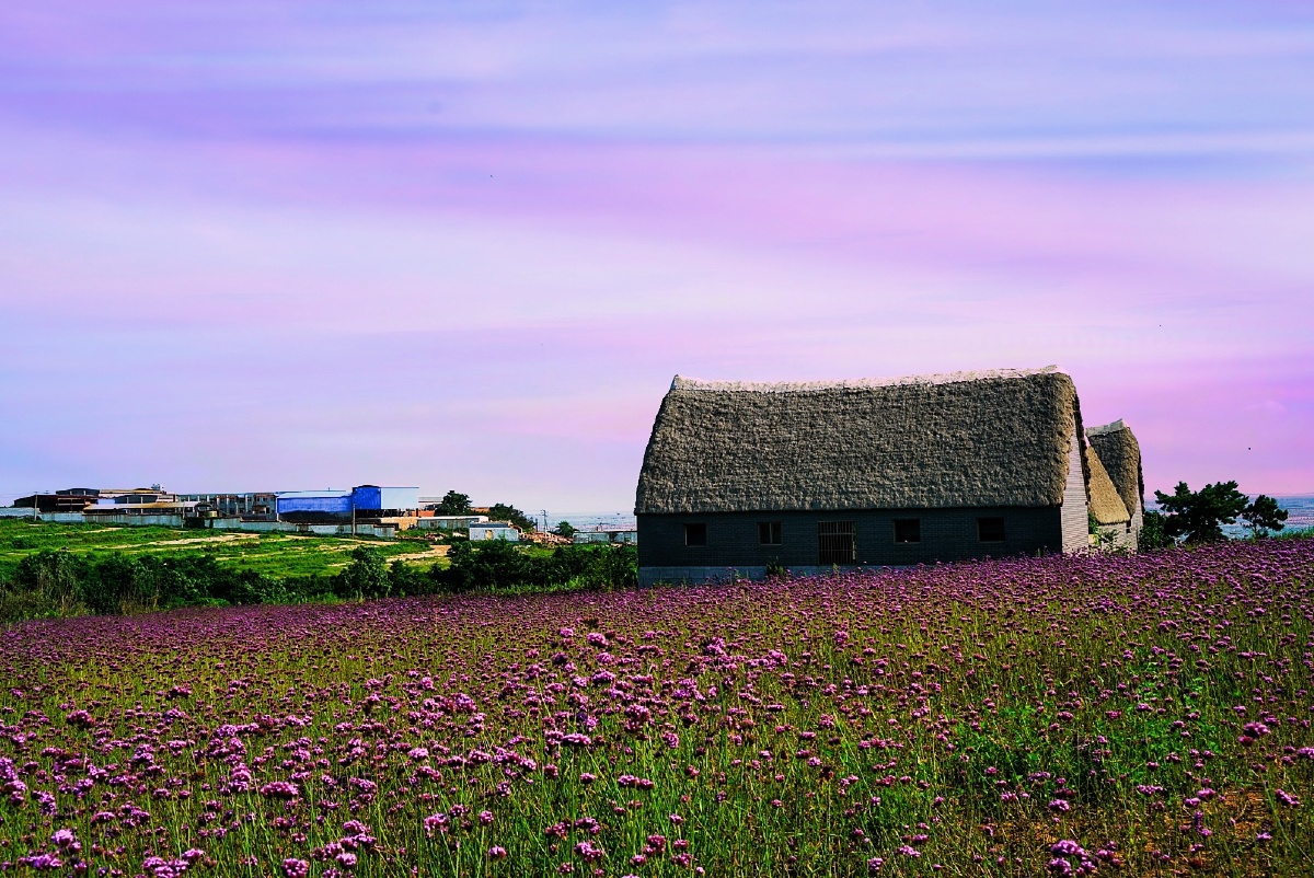 蓝紫色的鼠尾草拥抱着海草房与碧海蓝天交相辉映成为海岸线上一道最