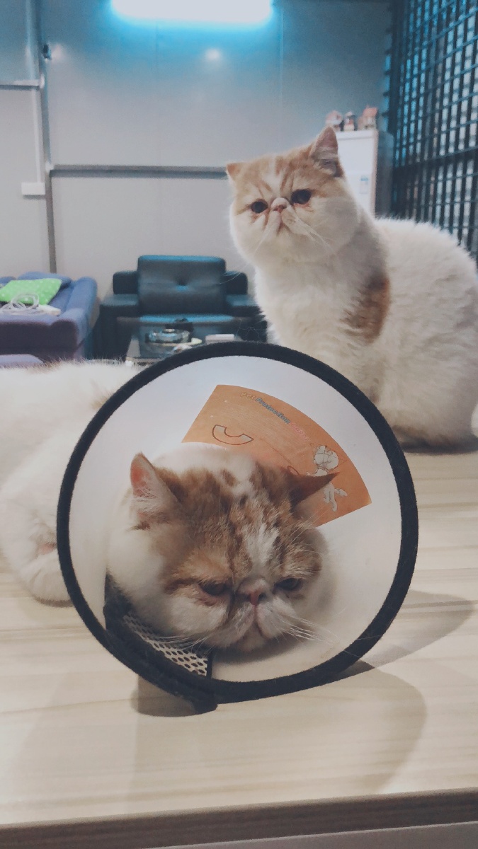 宠物猫感冒有什么症状
