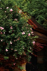 2A07A81D-1E32-4F32-9869-63D4B8BD831E/L0/001