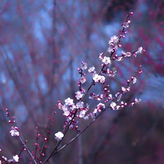 AE671205-47CB-42C2-9FDE-808D0CD4D25C/L0/001