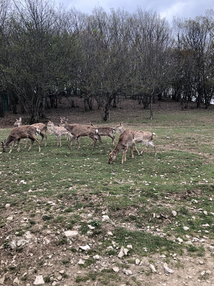 甘肃鹿养殖,中国南方养鹿业者采用人工饲养鹿取得成功