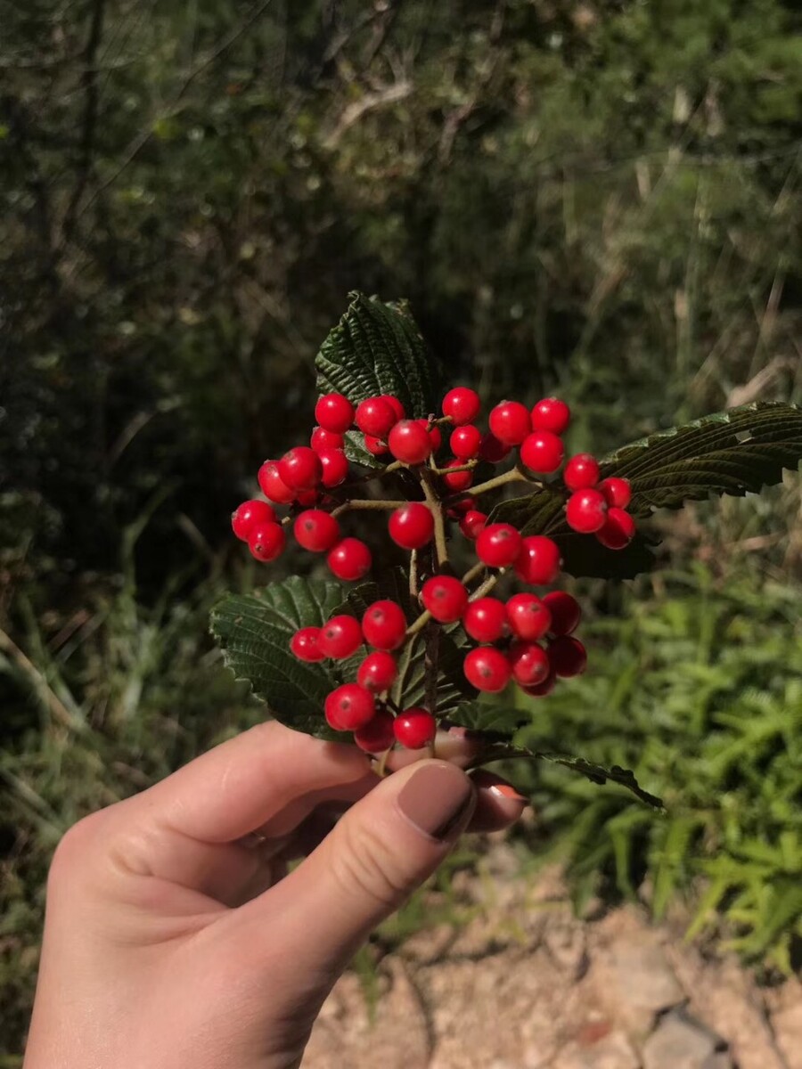水煮蜡怎么用