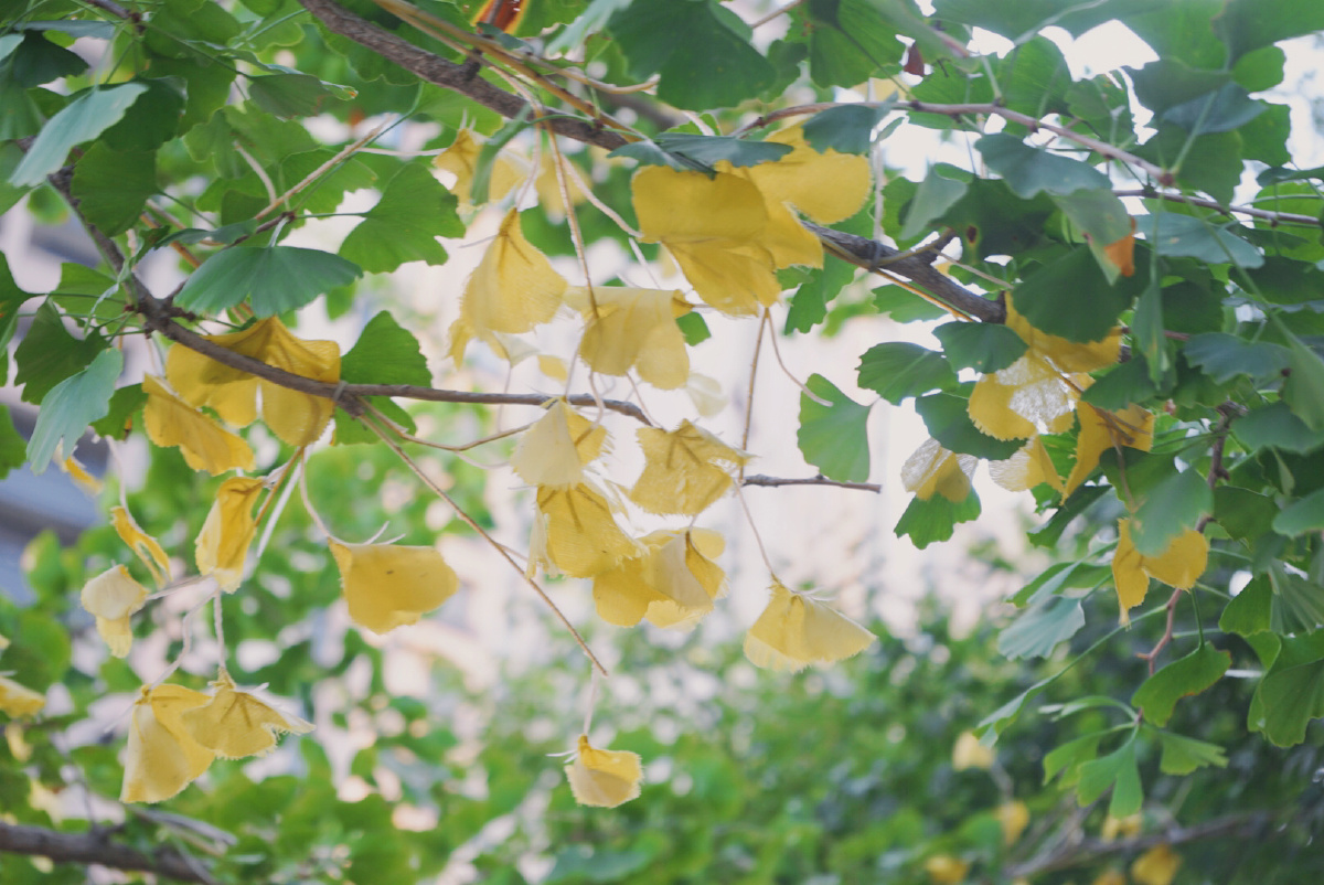 2021年夏末秋初清新滤镜