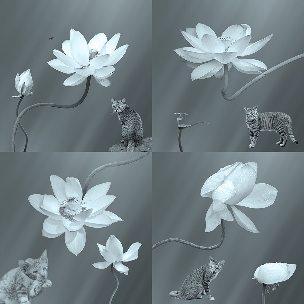 作品表现荷花的美丽和香味吸引着猫的关注像见到鱼一样，来说明荷花的美。