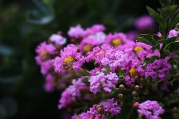 IMG_9104