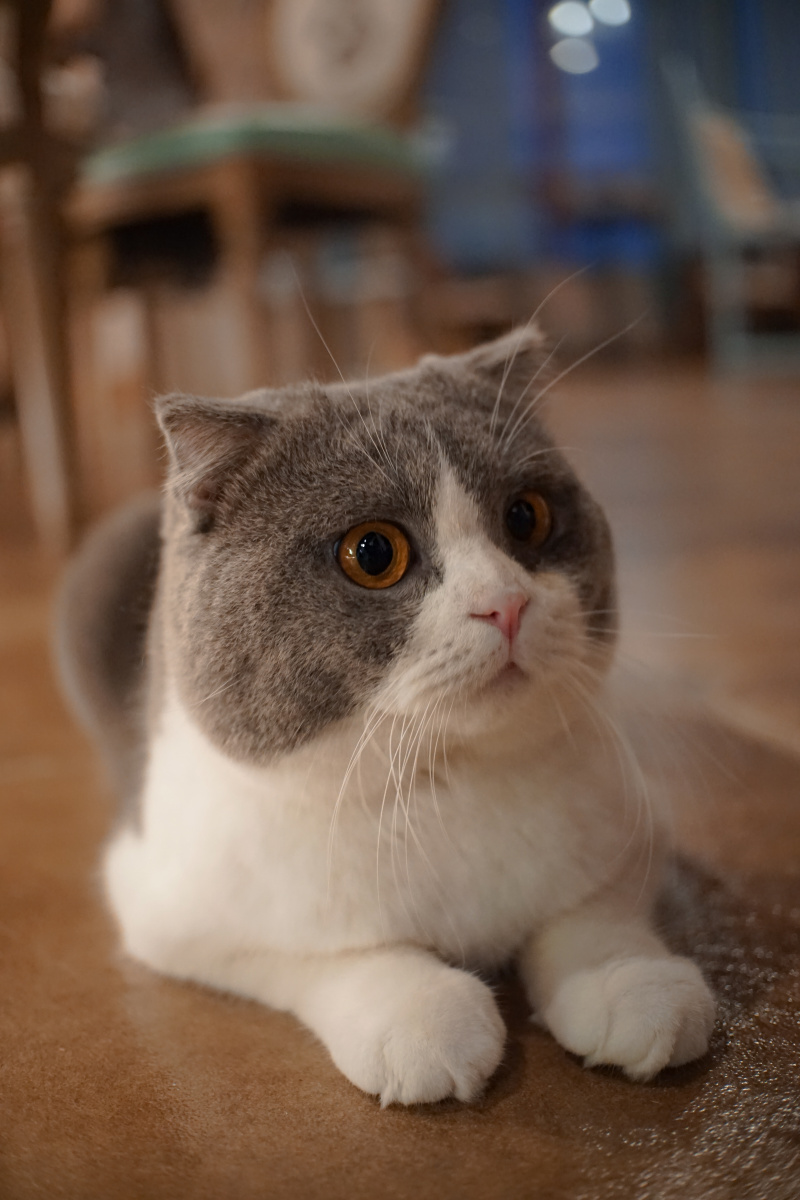 南京猫咖里的一只蓝猪!