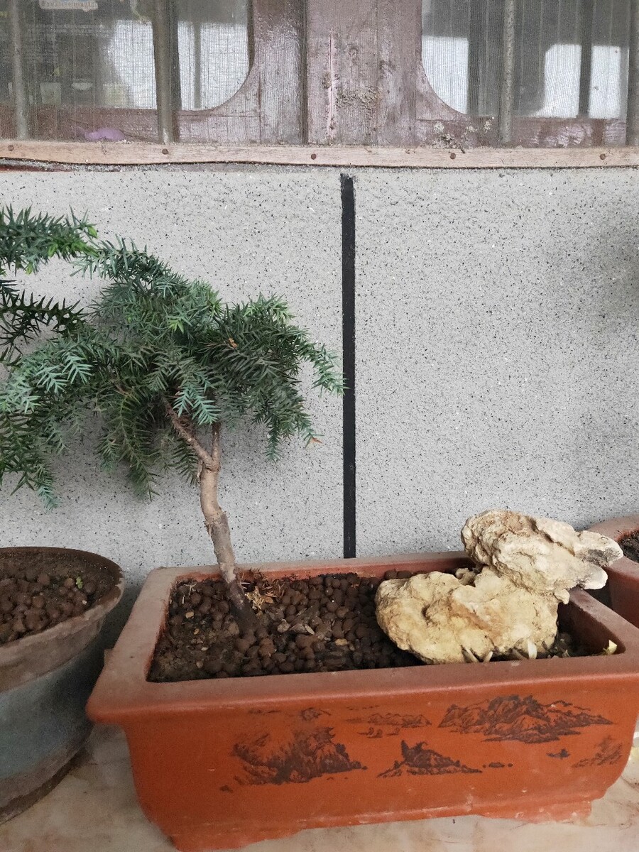 怎么区分小叶黑檀盆景