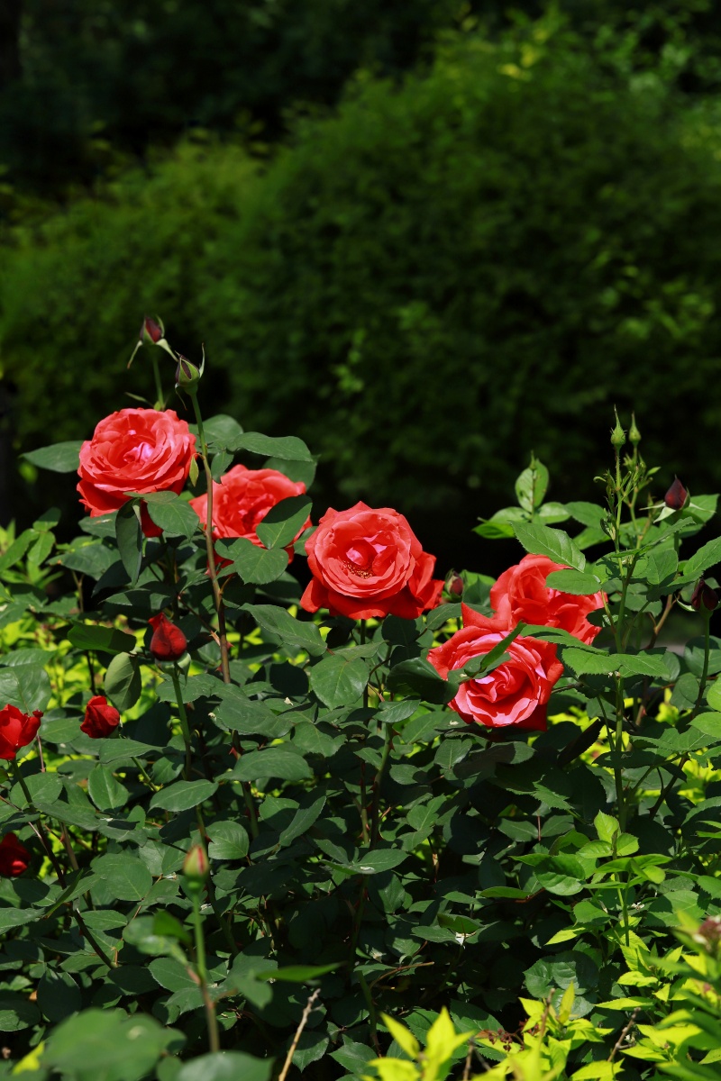 初夏的月季花争相绽放 - 蕴467 - 图虫