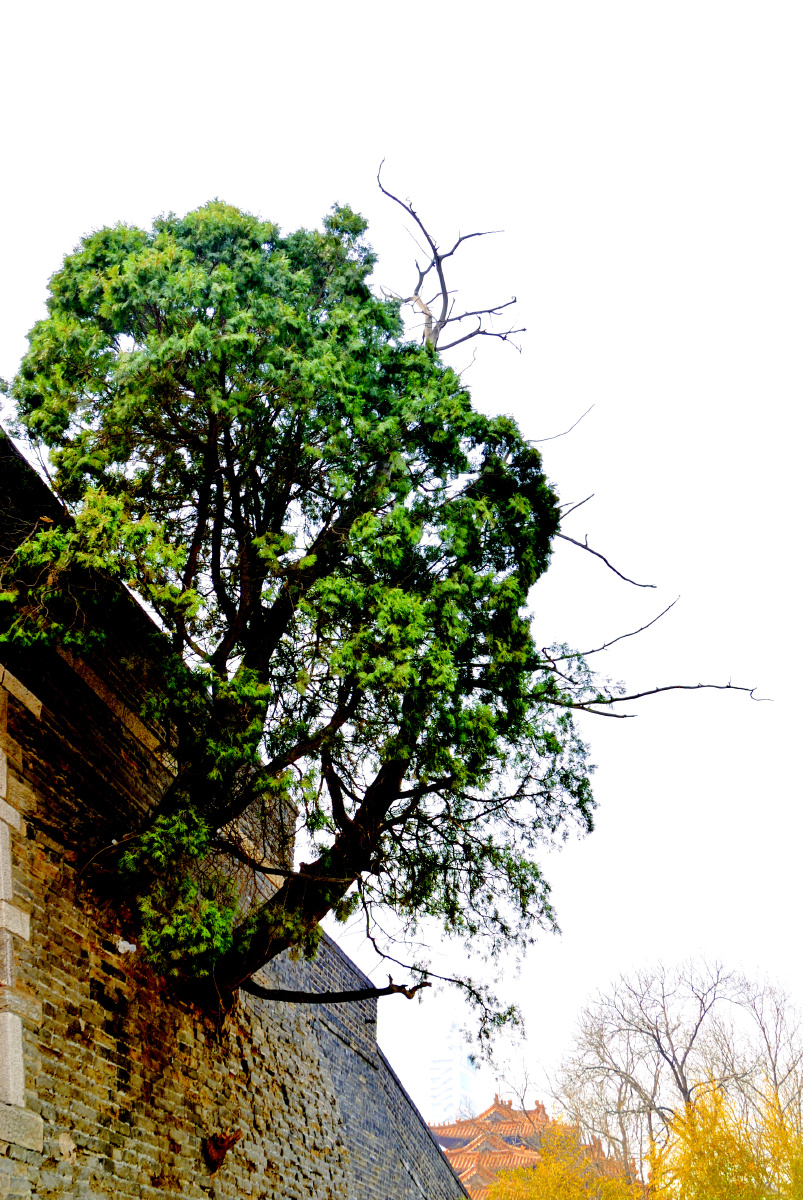 古城墙上的树