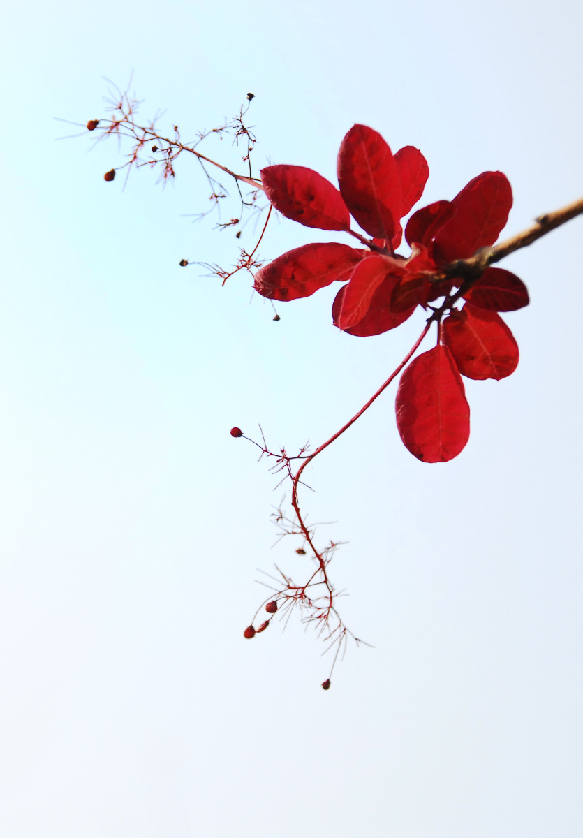 红栌树叶 - 岳牧 - 图虫