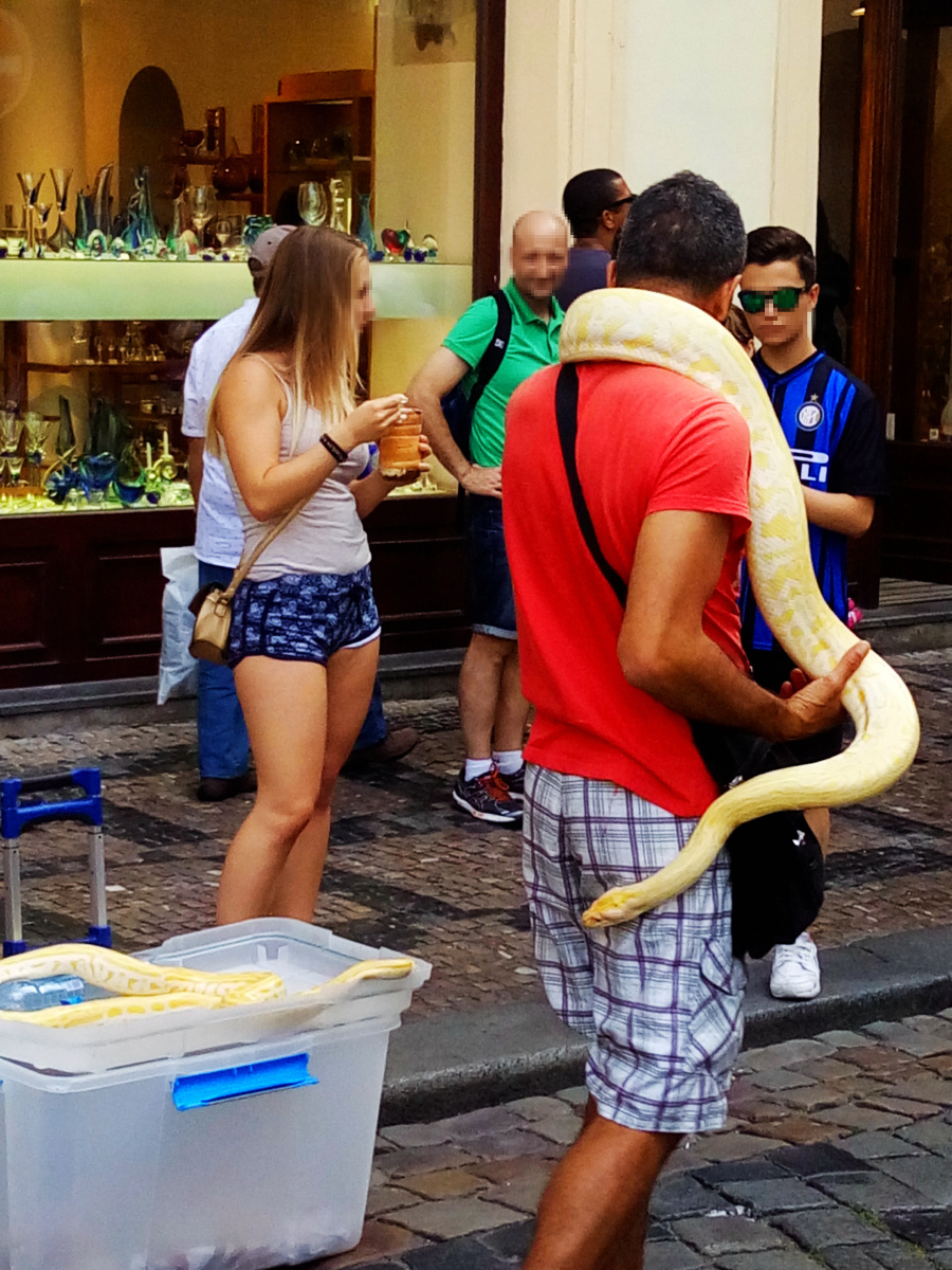 捷克布拉格街头训蛇人