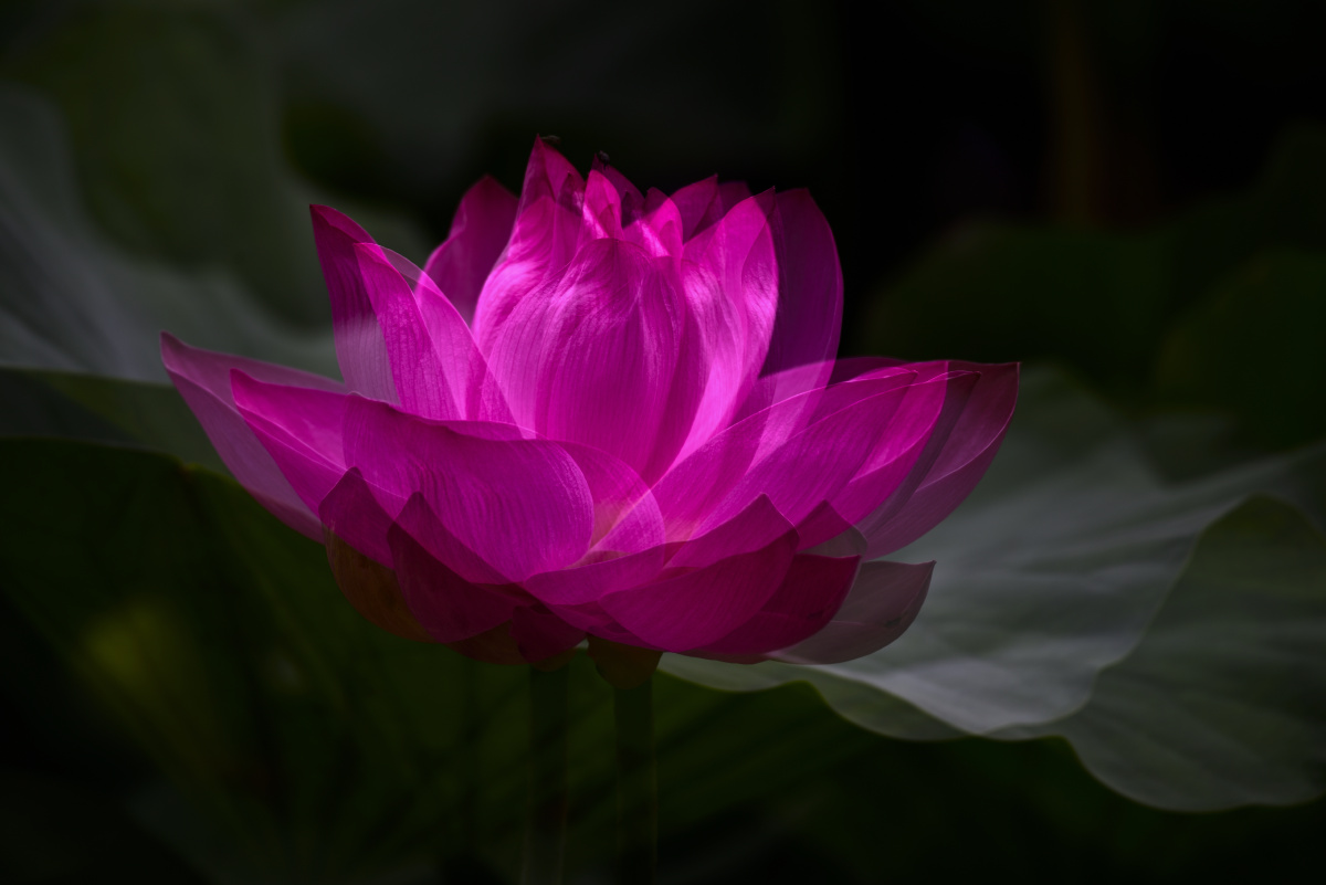 幻影梦中盛开的红荷花