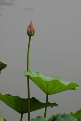 1000053160