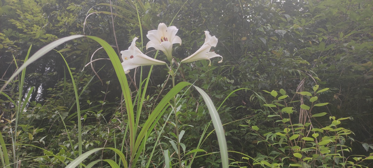 野生百合花