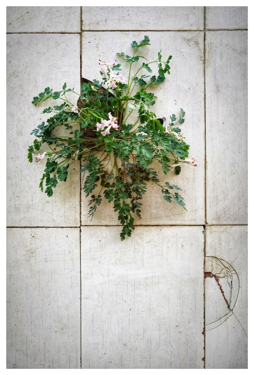 长在墙壁上的紫堇草.